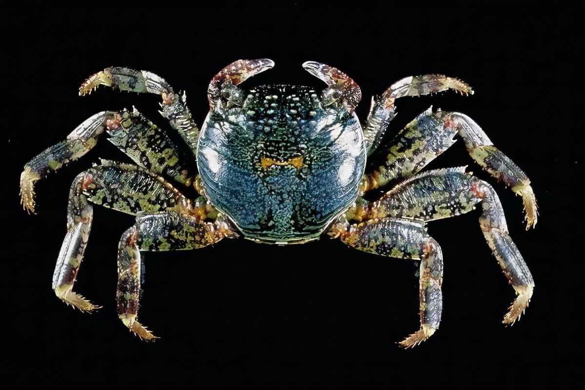 蟛(蟛蜞)-问鼎电竞